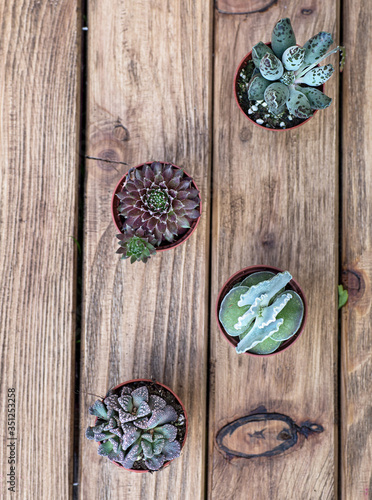 Four succulent plants on the wooden board as a background. Top view.