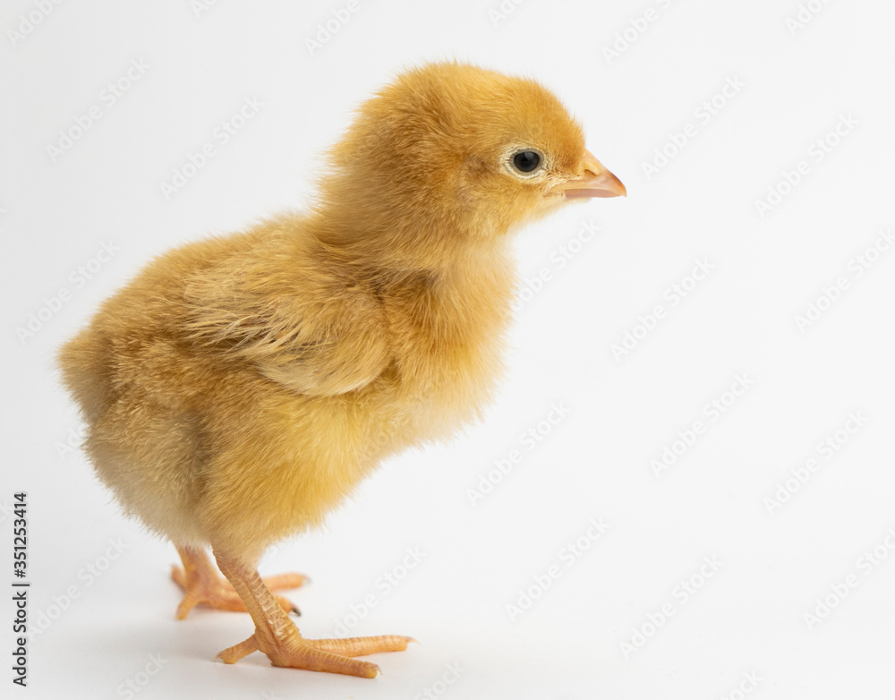 Cute little chicken isolated on white background Cute little chicken isolated on white background
