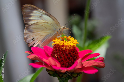 Butterfly taking out its spinacle from inside a flower after taking its nectar, Medellín, Colombia. photo