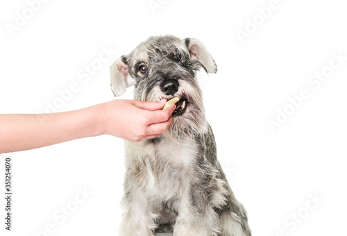 Schnauzer puppy dog eating food biscuit from hand isolated on white background. Dog training, feeding pet concept.