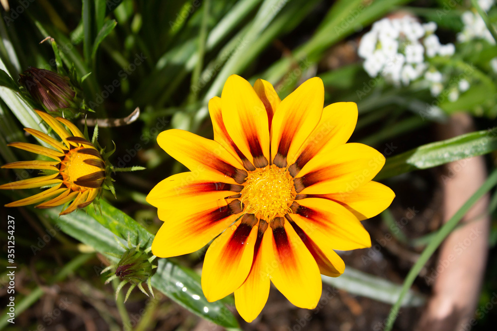 Yellow daisy flower with different all of red color coming out from its interior, Medellin, Antioquia, Colombia. Yellow daisy flower with different all of red color coming out from its interior, Medellin, Antioquia, Colombia.