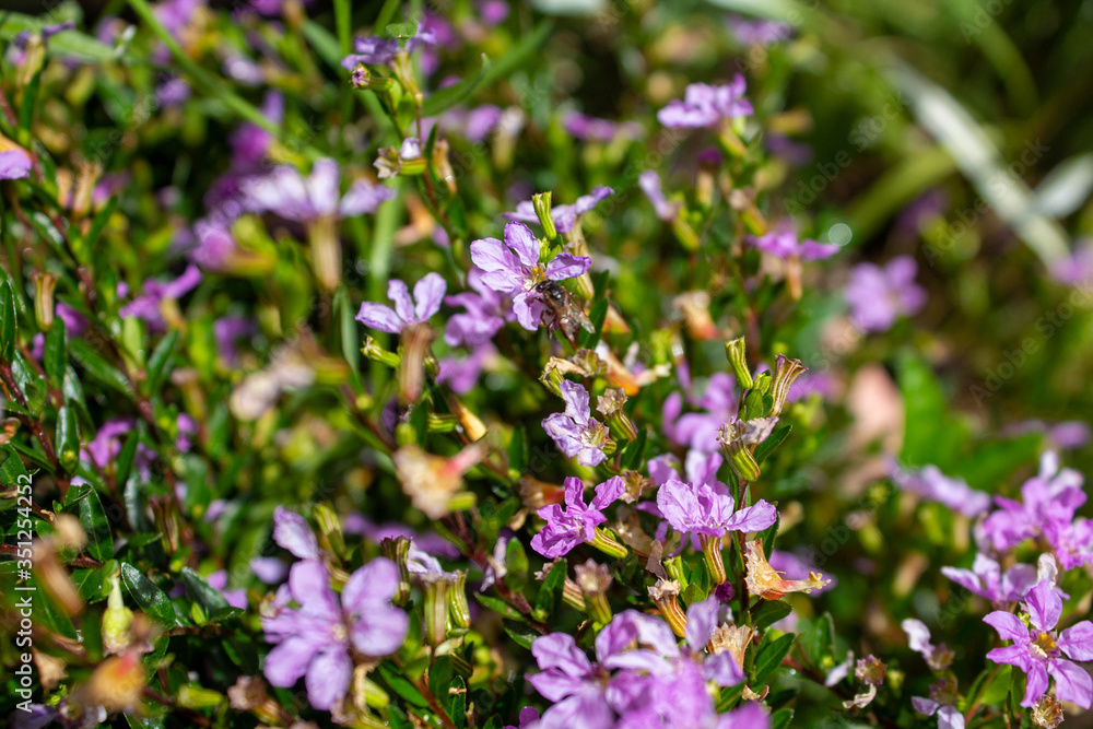 Small bush of purple flowers with an angel bee pollinating its flowers, Medellin, Antioquia, Colombia.