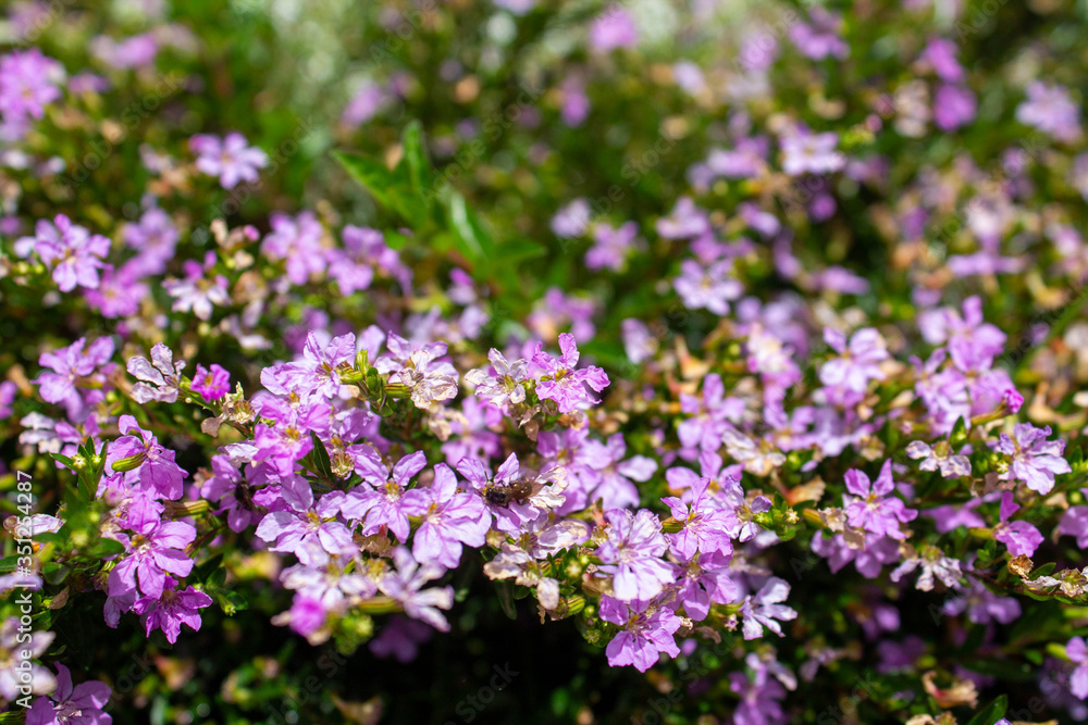 Shrub with abundant small purple flowers among its dark green leaves, Medellin, Antioquia, Colombia Shrub with abundant small purple flowers among its dark green leaves, Medellin, Antioquia, Colombia