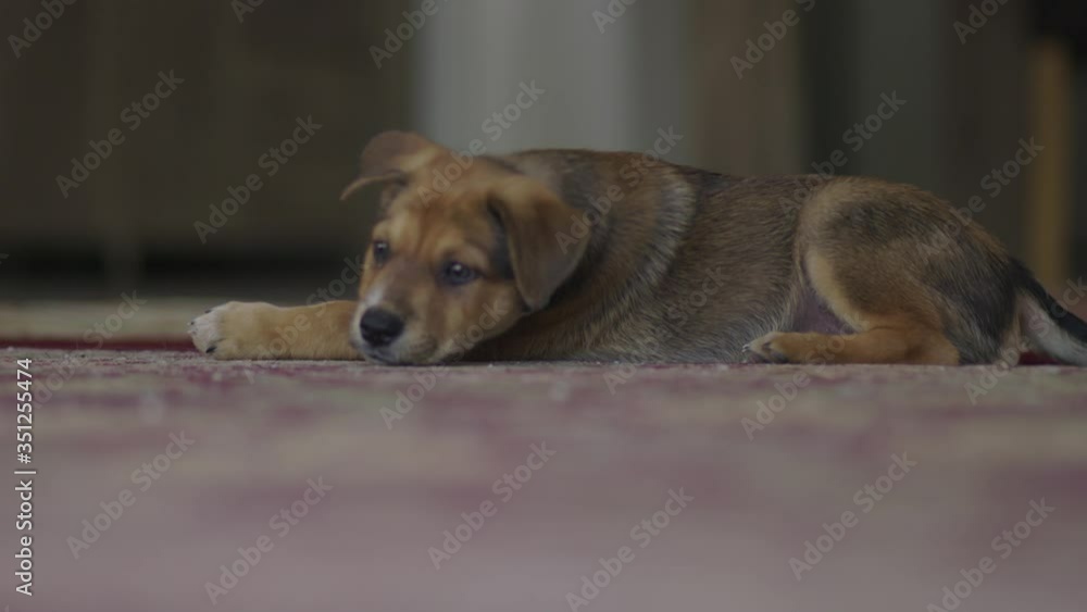 Kelpie puppy relaxing and playing indoors Kelpie puppy relaxing and playing indoors
