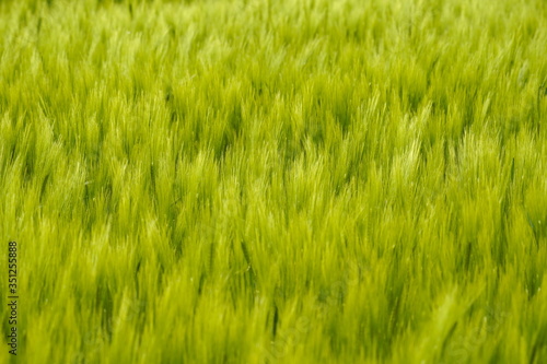 Grünes Weizenfeld