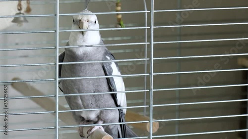 Little parrot Corella in a cage at home