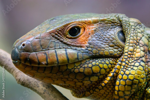 The Northern caiman lizard lies on the trunk.  It is a species of lizard found in northern South America. The body of the caiman lizard is very similar to that of a crocodile. 