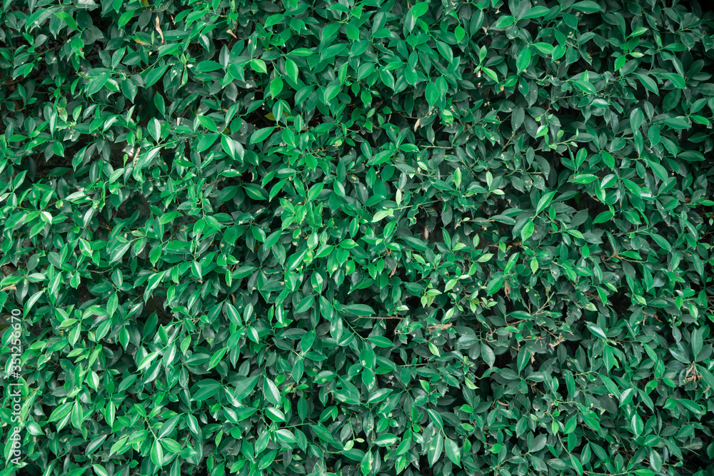 Small green leaves background image Small green leaves background image