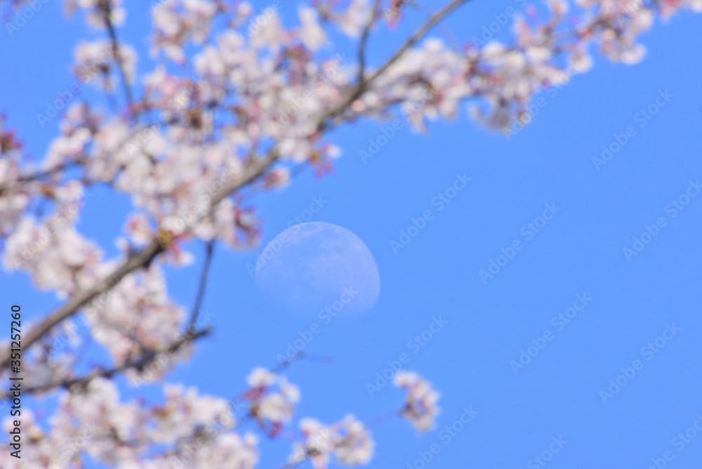 Spring moon