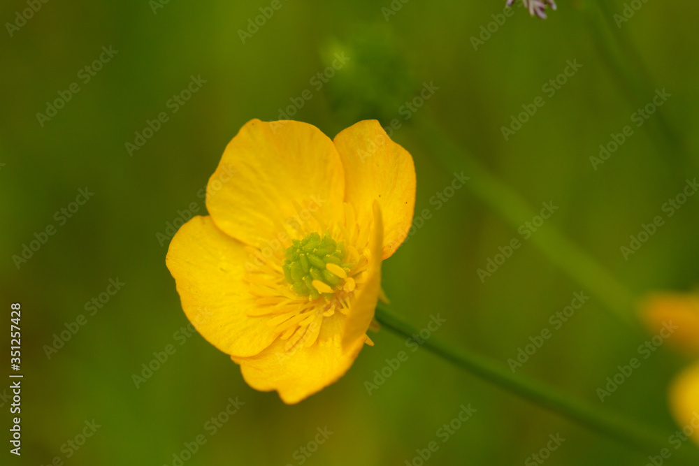macro photo of yellow flowers in spring in Prague in the Czech Republic
macro photo of yellow flowers in spring in Prague in the Czech Republic