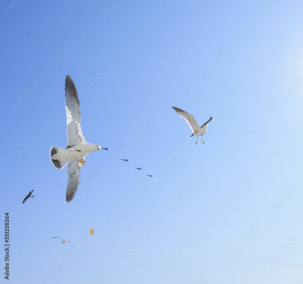 Fototapeta premium Flying seagulls and four fighters over blue sky.