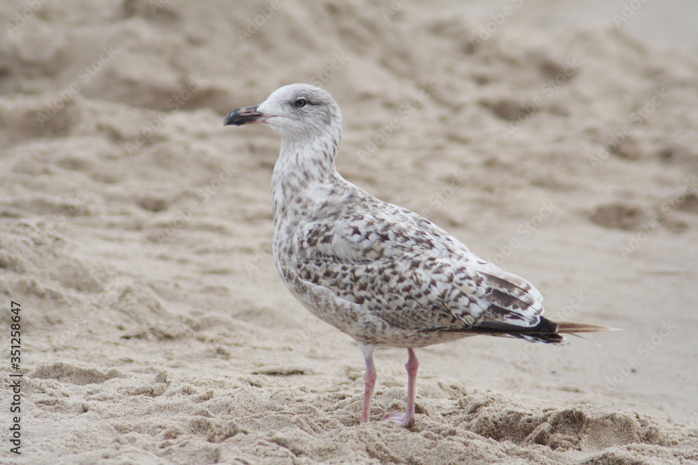 Herring gull bird in the spring
Herring gull bird in the spring
