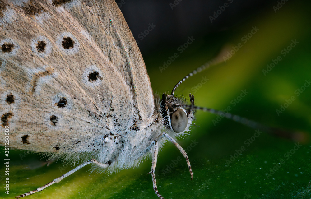 Obraz premium pale grass blue butterfly