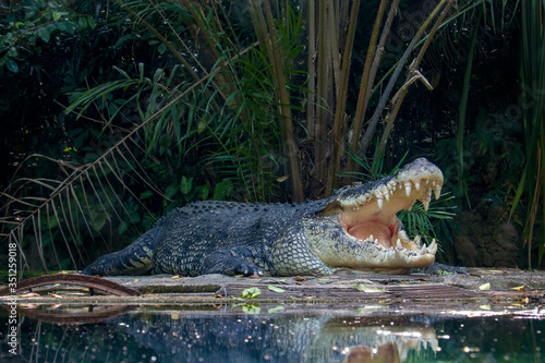 Cuadro en lienzo The saltwater crocodile (Crocodylus porosus) is a crocodilian native to saltwater habitats and brackish wetlands from India's east coast across Southeast Asia and the Sundaic region to Australia