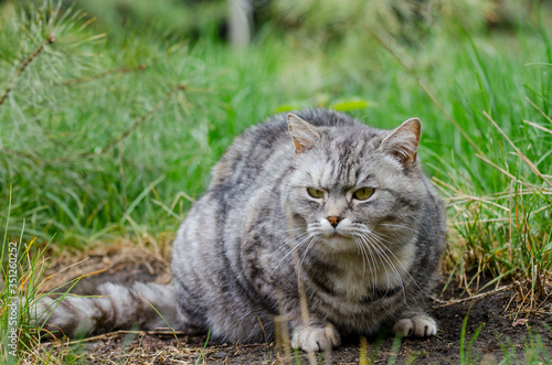 grey cat is sitting and lying on a green grass