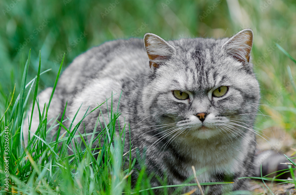 grey cat is sitting and lying on a green grass grey cat is sitting and lying on a green grass