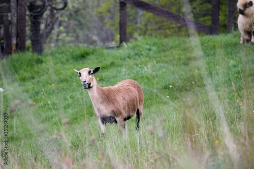 Fototapeta Naklejka Na Ścianę i Meble -  Goat