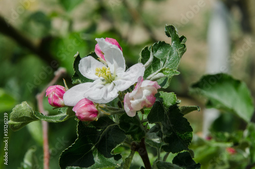 apple tree in blossom in springtime