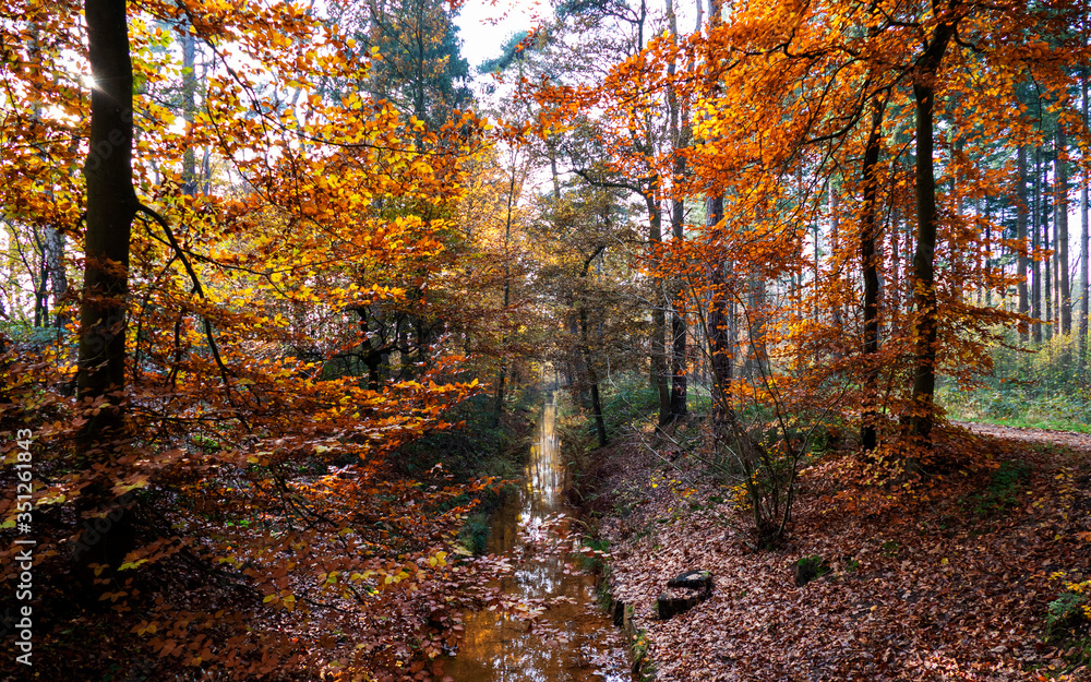 Autumn scenery with a small brook in the forest near Eerbeek, Netherlands
