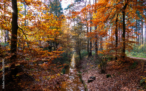 Autumn scenery with a small brook in the forest near Eerbeek, Netherlands  © Gert-Jan van Vliet