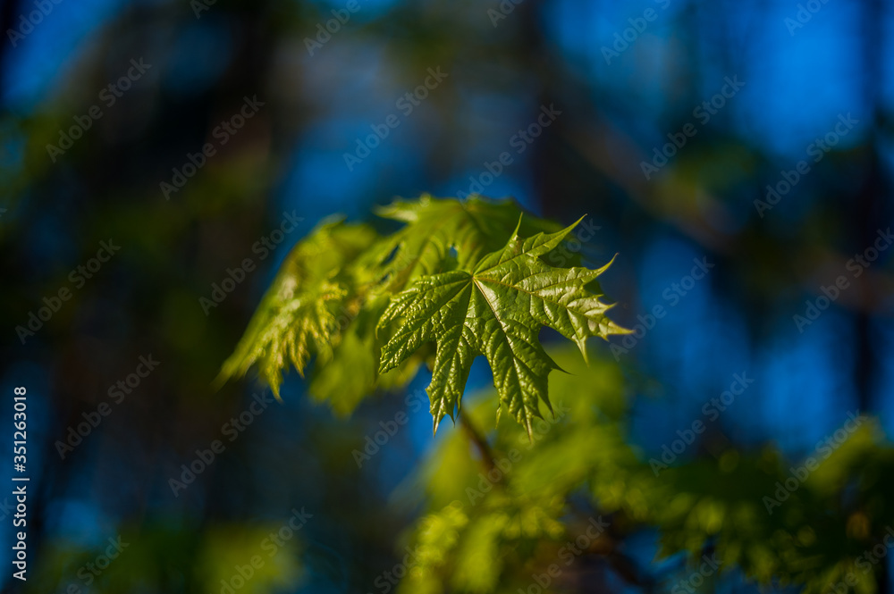 little maple leaves on tree in springtime little maple leaves on tree in springtime