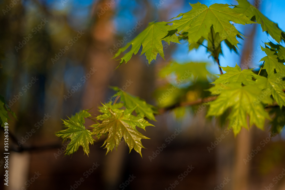 little maple leaves on tree in springtime little maple leaves on tree in springtime