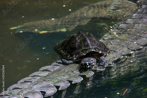 The black pond turtle (Geoclemys hamiltonii) rests on the back of gharial (Gavialis gangeticus). It is a species of freshwater turtle endemic to South Asia.