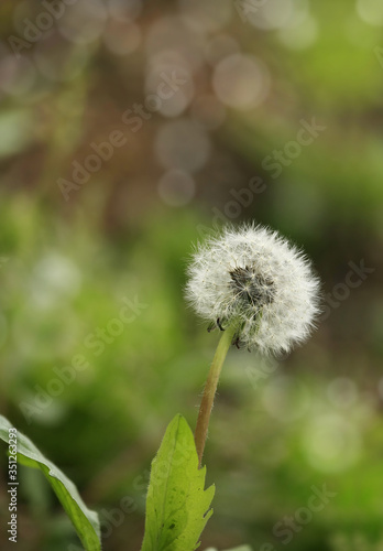 A Dandelion tranquil macro shot