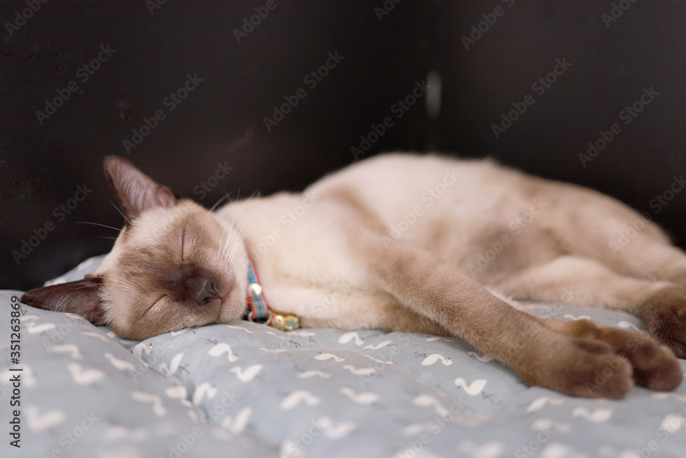Brown beige cat. Siamese cat resting on floor Brown beige cat. Siamese cat resting on floor