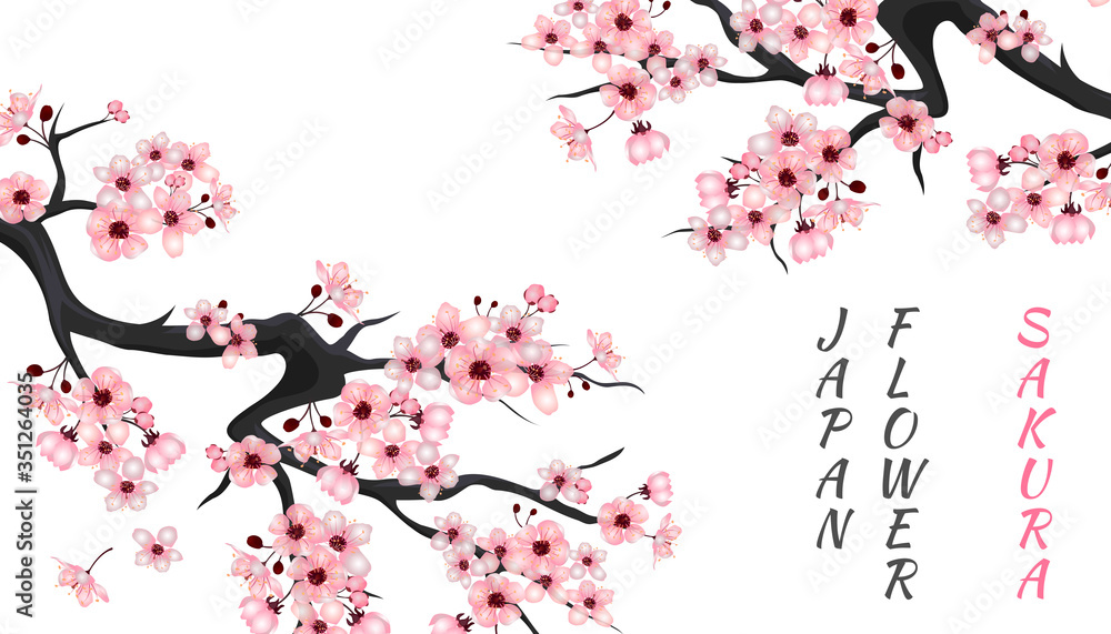 Naklejka Kwiat wiśni na białym tle. Wiosenne kwiaty sakura. Dwie gałęzie Sakury. Wektor
