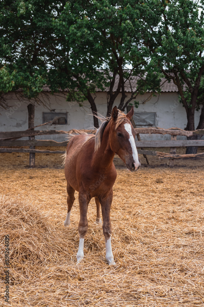 Portrait of a beautiful brown stallion. Horse farm. Portrait of a beautiful brown stallion. Horse farm.