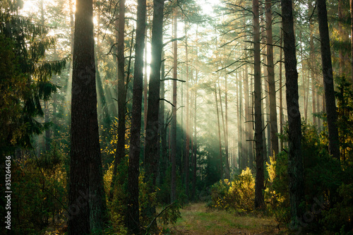 sun rays in the forest © сергей шохалевич