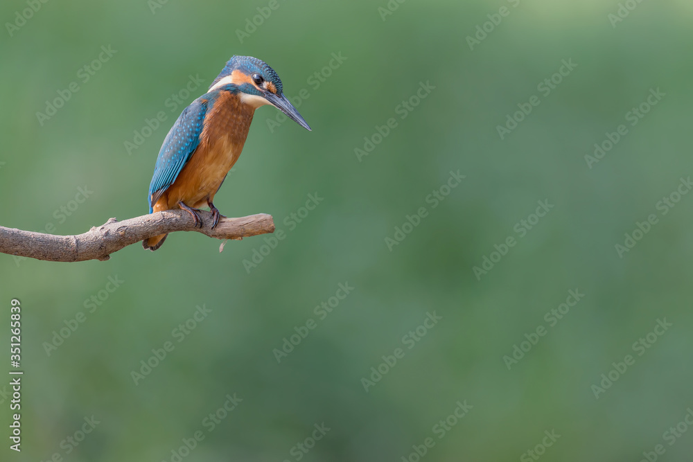 Obraz premium Looking the prey, portrait of young Kingfisher male (Alcedo atthis)