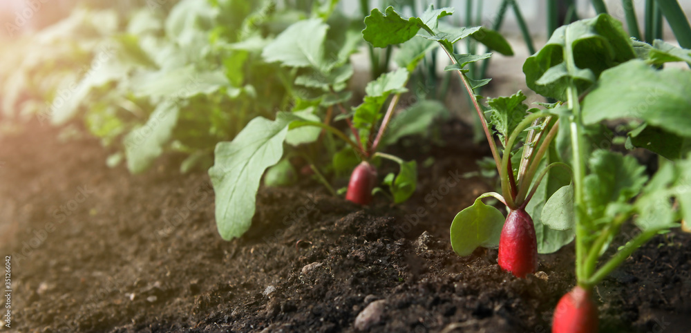 Red fresh radish growing from the ground, closeup, sunlit