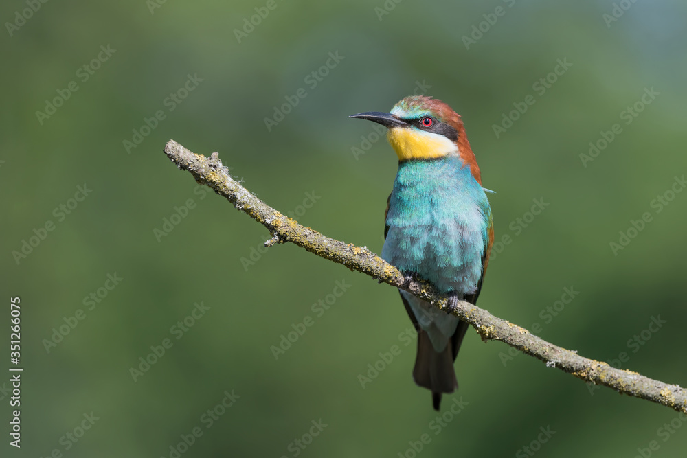 European bee eater on branch (Merops apiaster) European bee eater on branch (Merops apiaster)