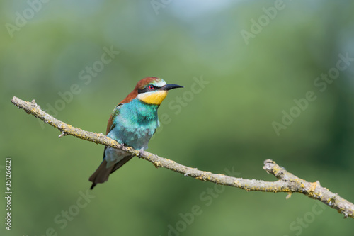 The colorful bee eater (Merops apiaster)
