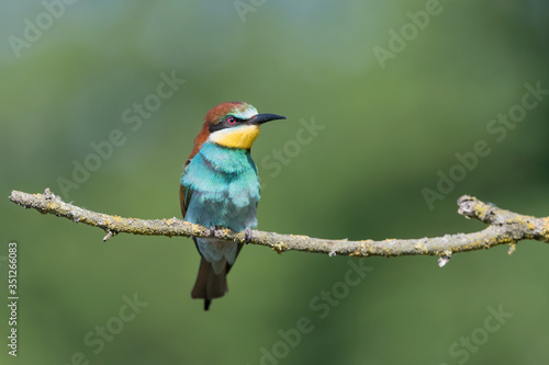 Portrait of Bee eater male (Merops apiaster)