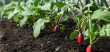 Red fresh radish growing from the ground, closeup, shallow depth of field