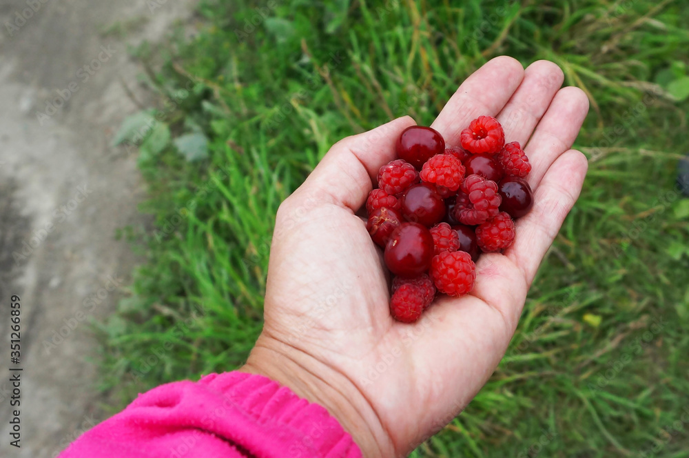 Wild berries in the palm of your hand. Cherry raspberries in your hand. Wild berries in the palm of your hand. Cherry raspberries in your hand.