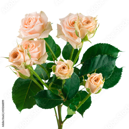 cream spray rose isolated