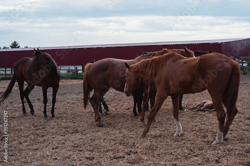 Horse farm. Lots of brown horses in the paddock. © Ekaterina