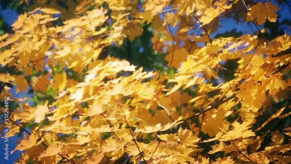 Autumn Leaves Autumn Leaves