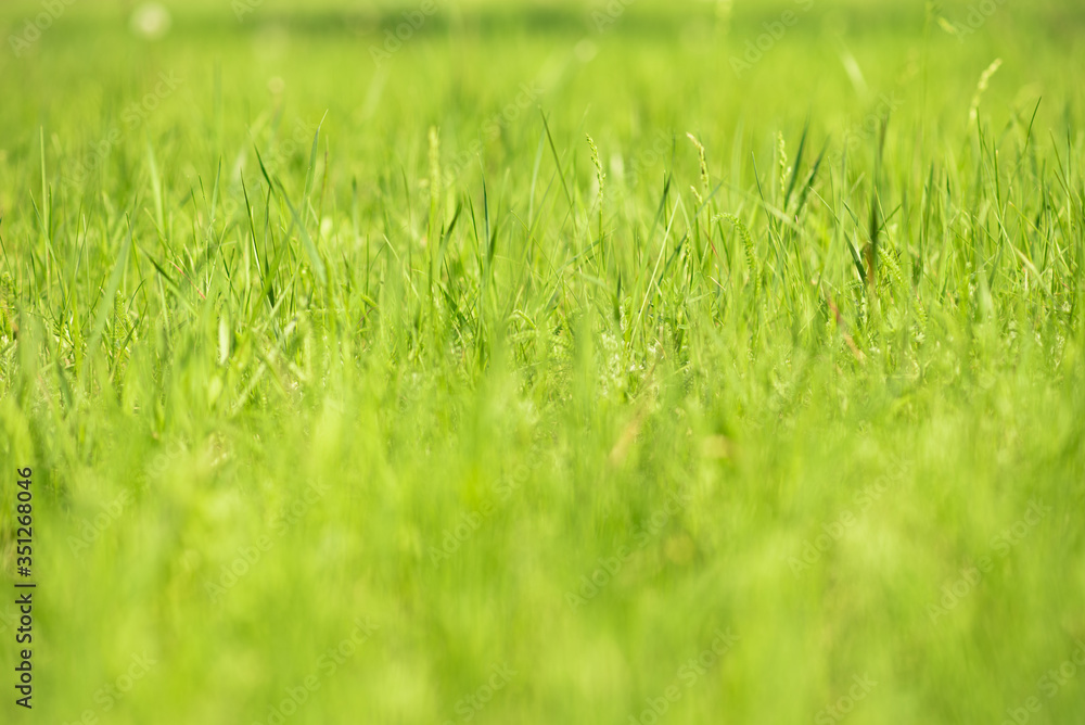 Lots of green grass on a bright sunny day Lots of green grass on a bright sunny day