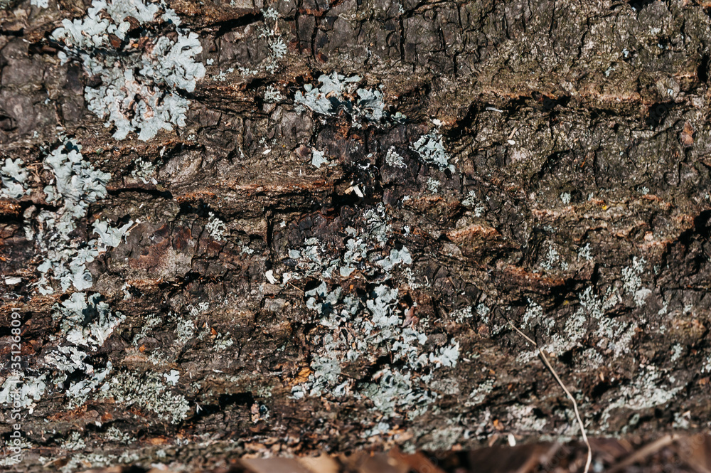 old tree bark with moss old tree bark with moss