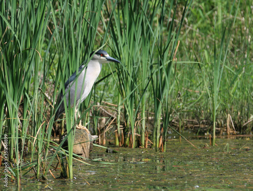 Photography Heron Toronto Island