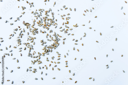 peeled sunflower seeds spread on white background