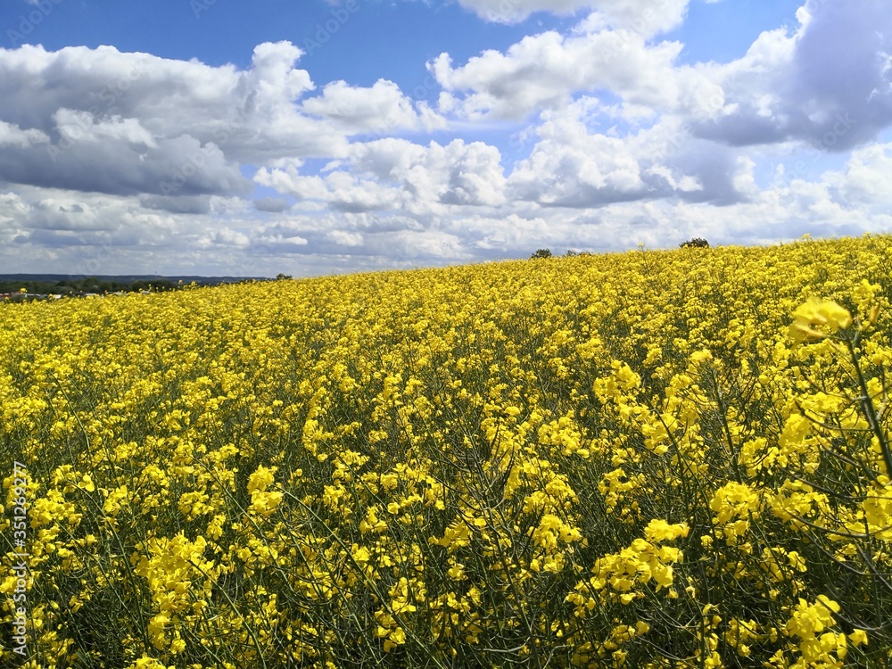 Obraz premium Oilseed Canola field under beautiful dramatic sky