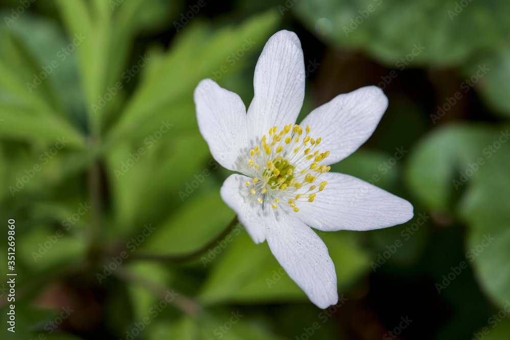 Obraz premium white flower in the forest