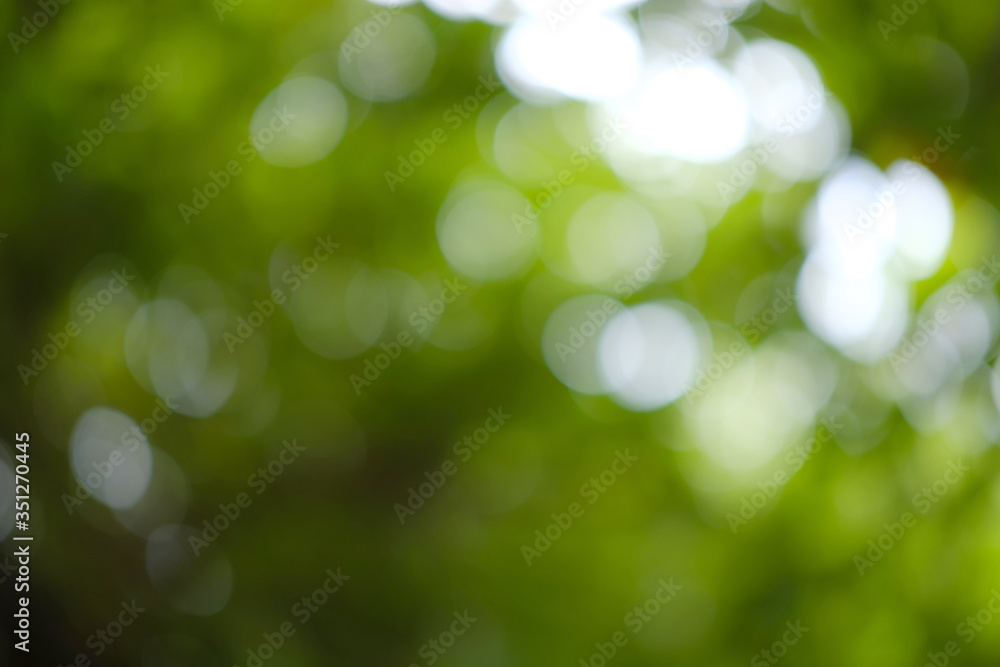 Sunlight bokeh in the defocused tree leaves and tree branches. Sunlight bokeh in the defocused tree leaves and tree branches.