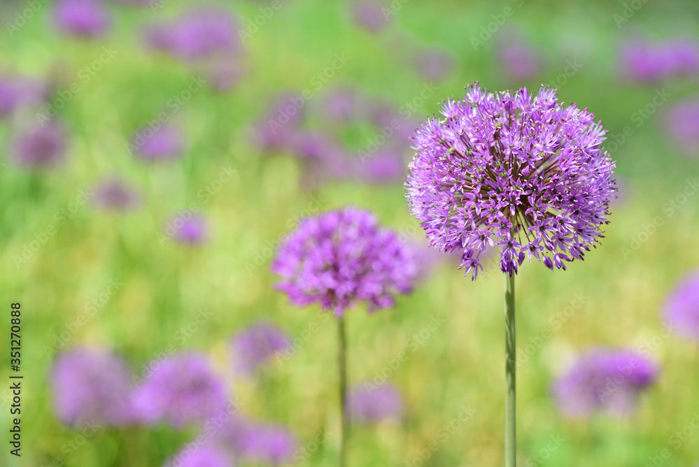 Background with blooming purple garlic on a green field in spring with sunshine in Bavaria Background with blooming purple garlic on a green field in spring with sunshine in Bavaria